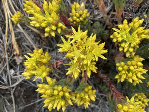Stonecrop True 'Pride and Joy'