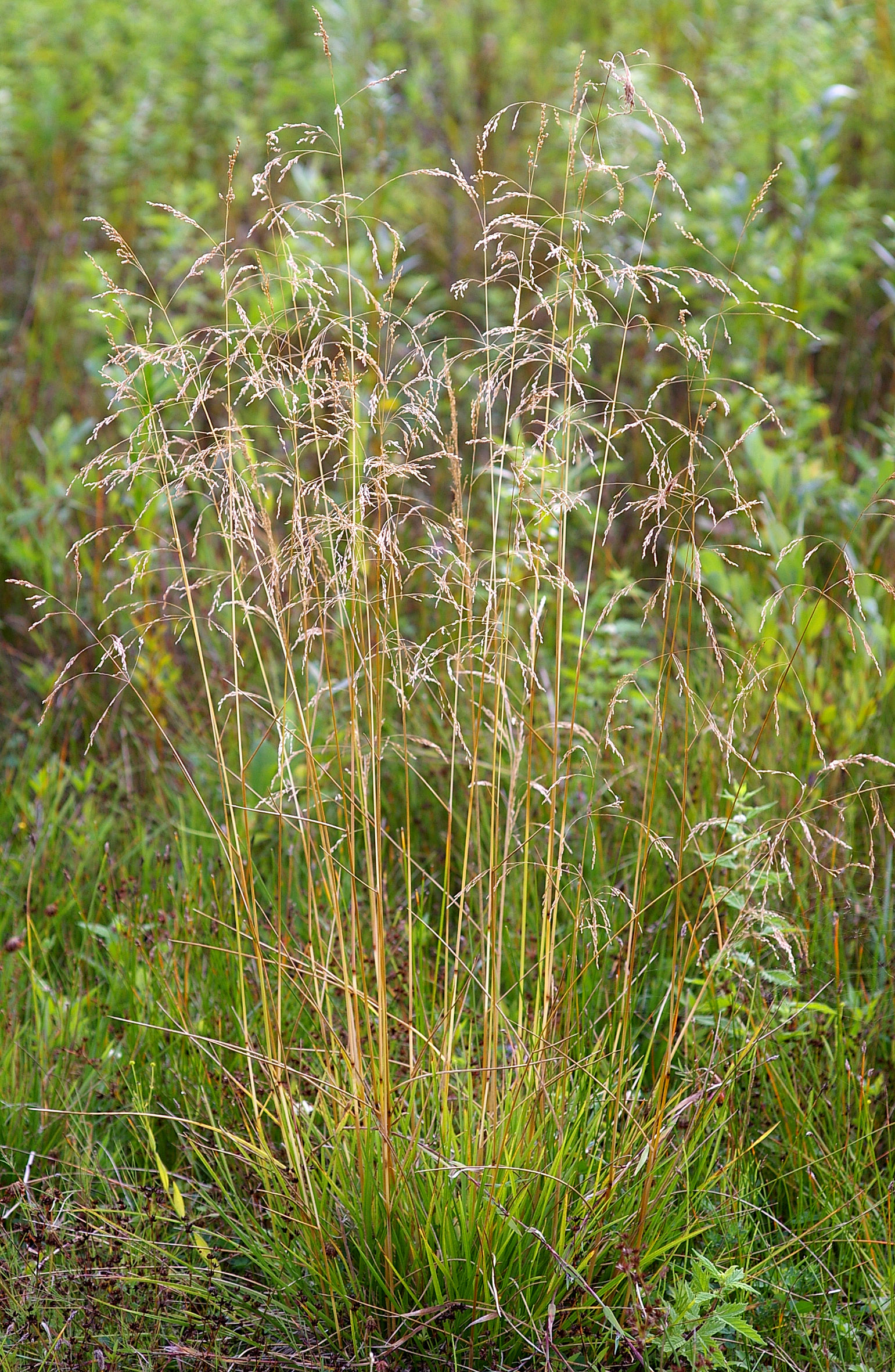 Golden Dew Tufted Hair Grass