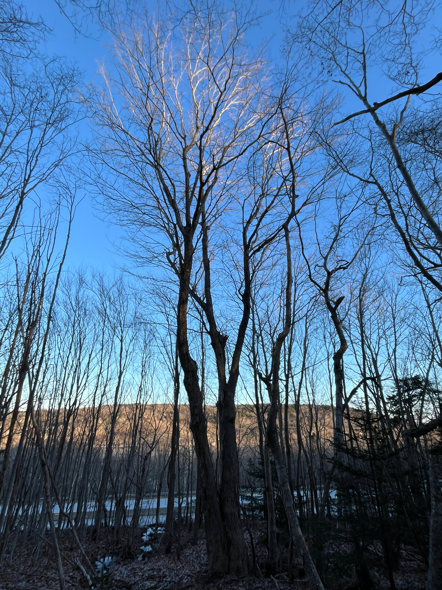 Legacy Sugar Maple