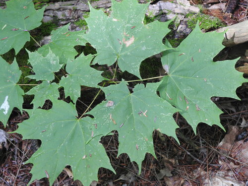 Legacy Sugar Maple