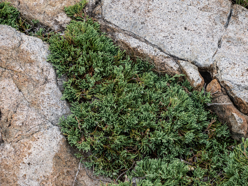 Blue Chip Creeping Juniper (Tree Form Standard)