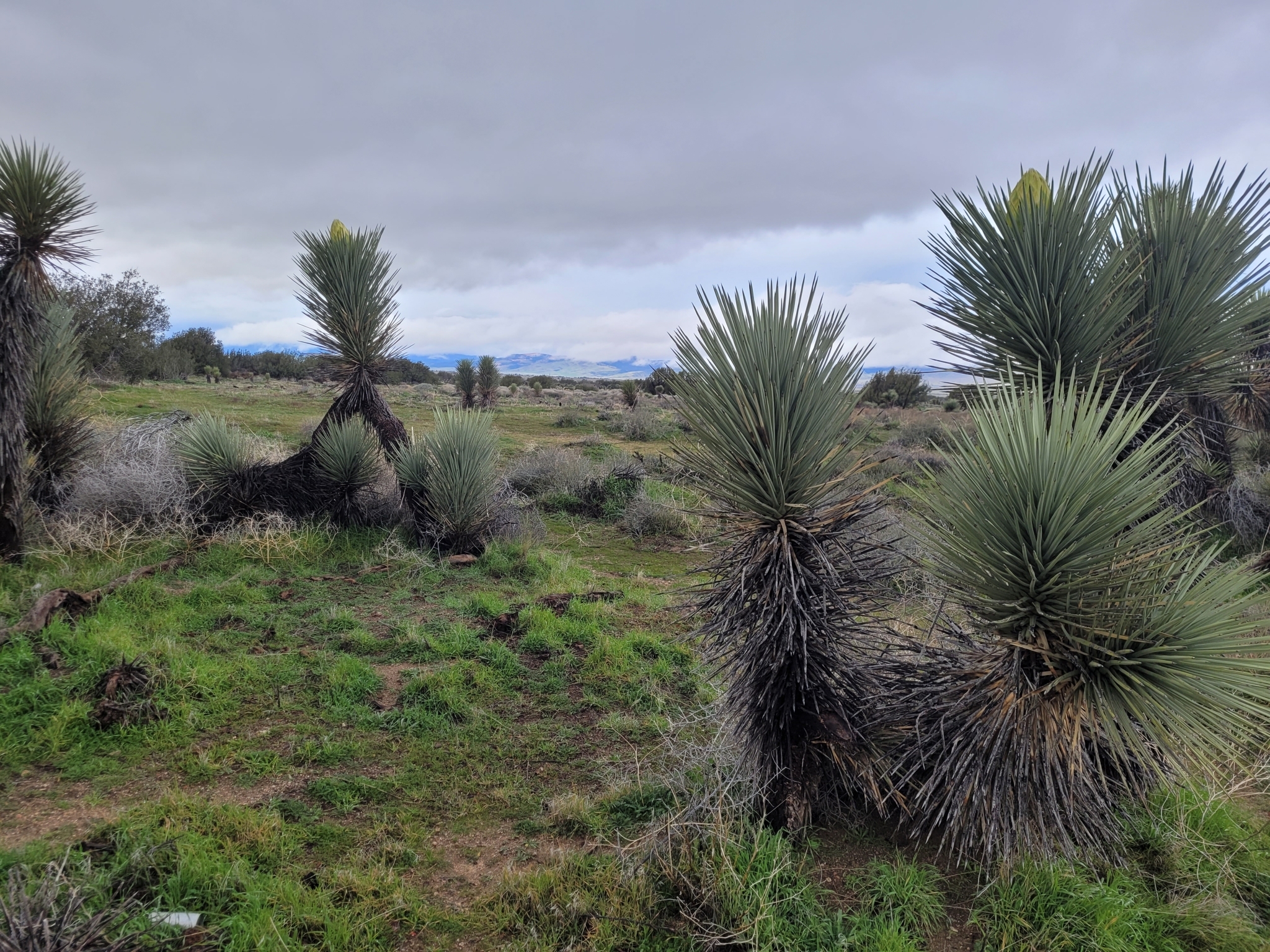 Curlyleaf Yucca
