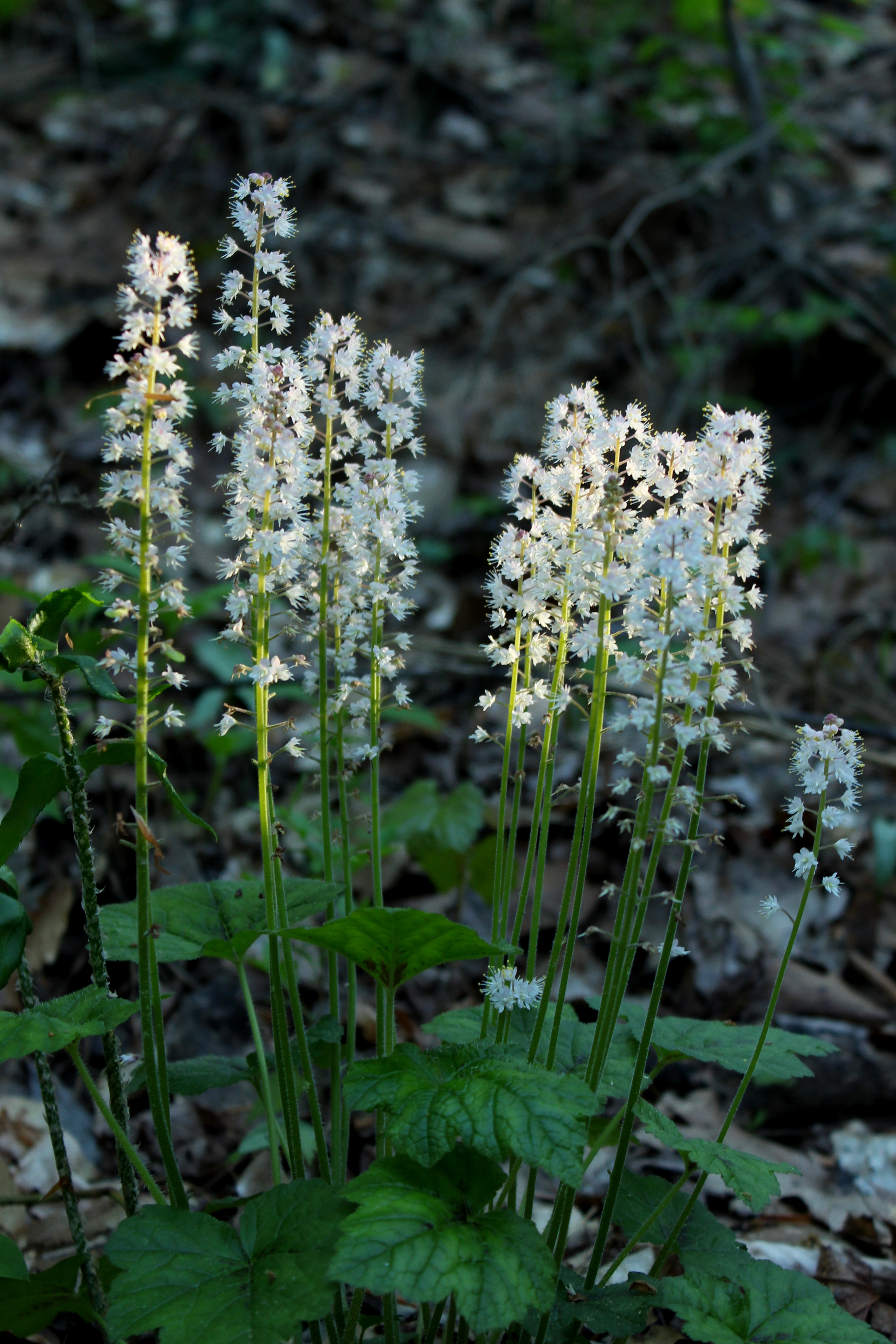Foam Flower