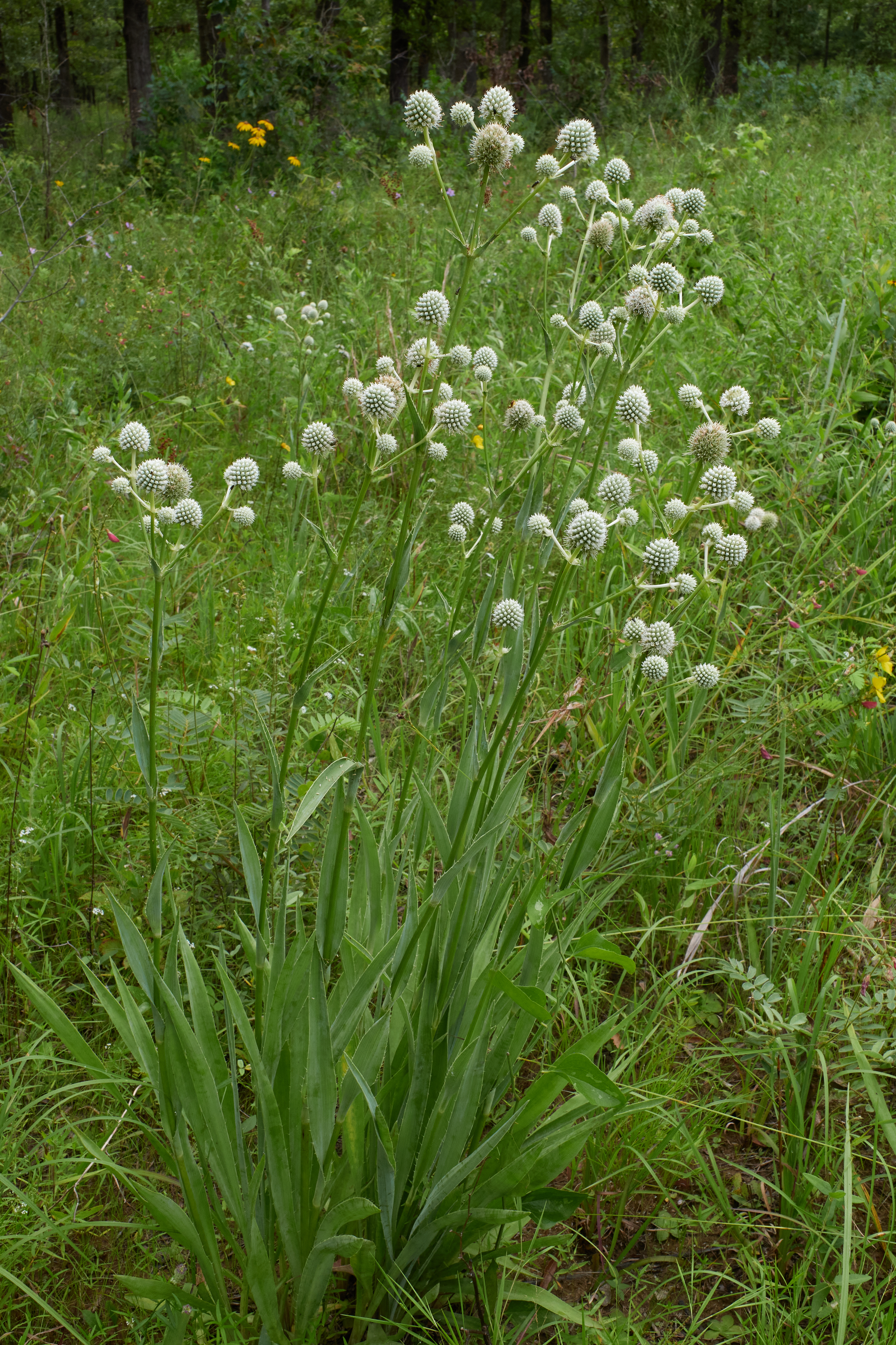 Rattlesnake-Master
