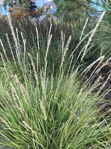 Autumn Moor Grass