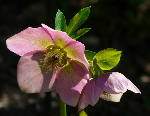 Lenten Rose