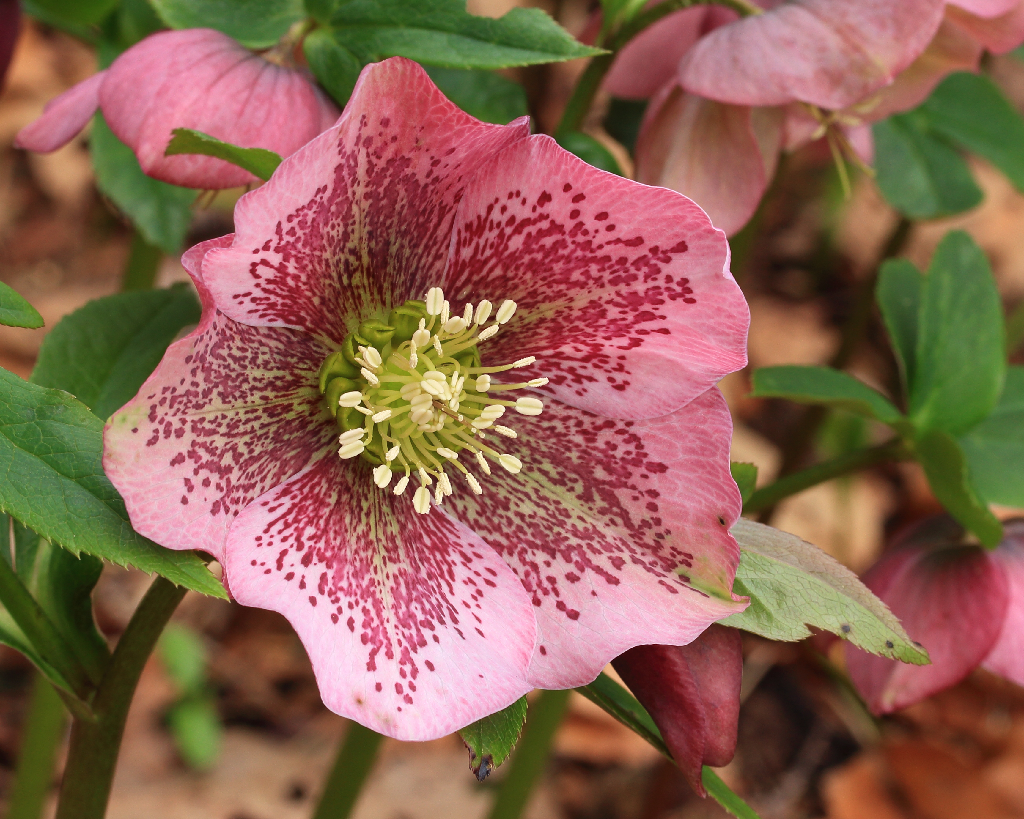 Lenten Rose