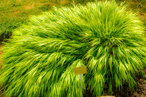 Golden Japanese Forest Grass