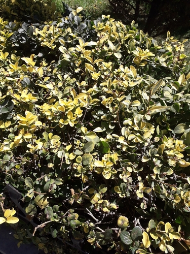 Japanese Euonymus 'Silver King'