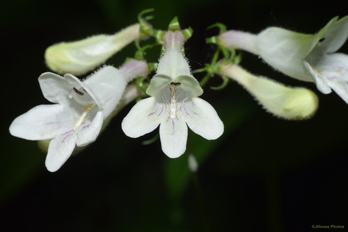 Foxglove Beardtongue