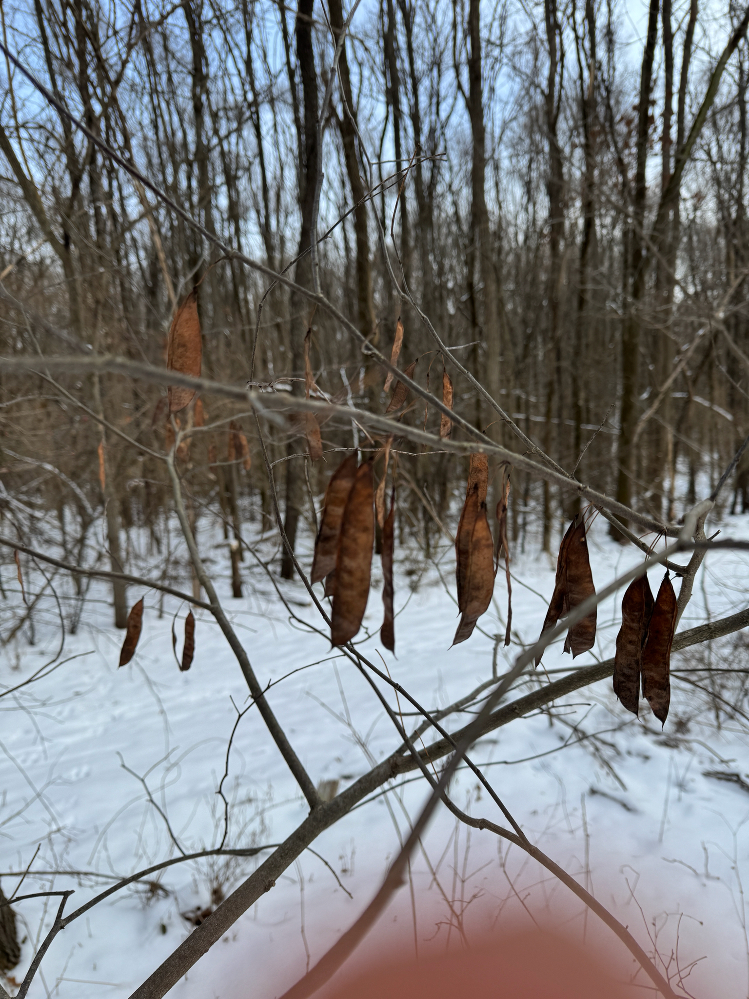 Portfolio Eastern Redbud