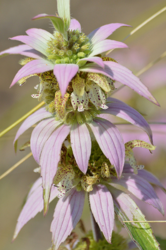 Spotted Bee Balm
