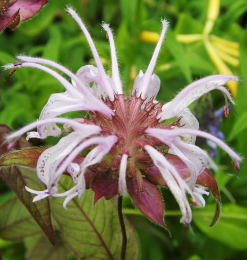 Bee Balm