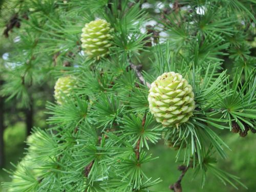 Japanese Larch 'Paper Lanterns'