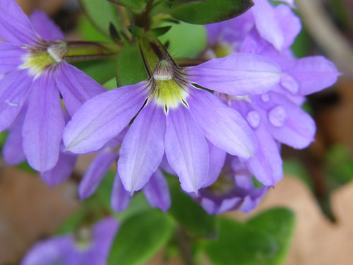 Fan Flower
