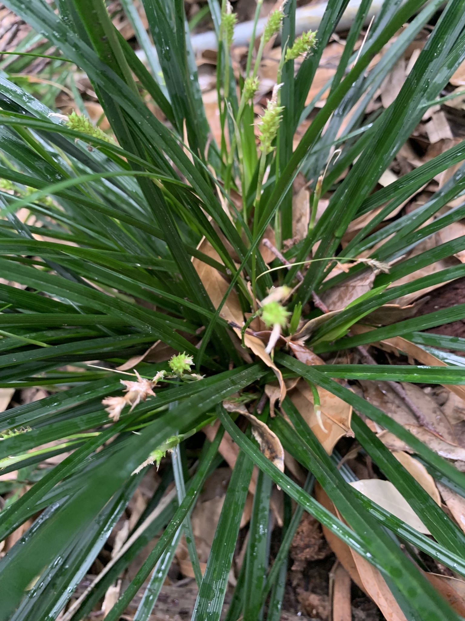 Japanese Sedge