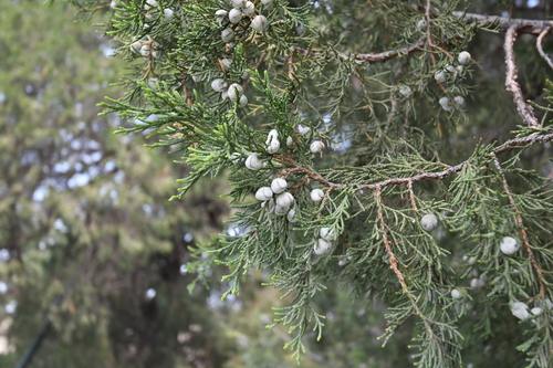 Blue Point Chinese Juniper
