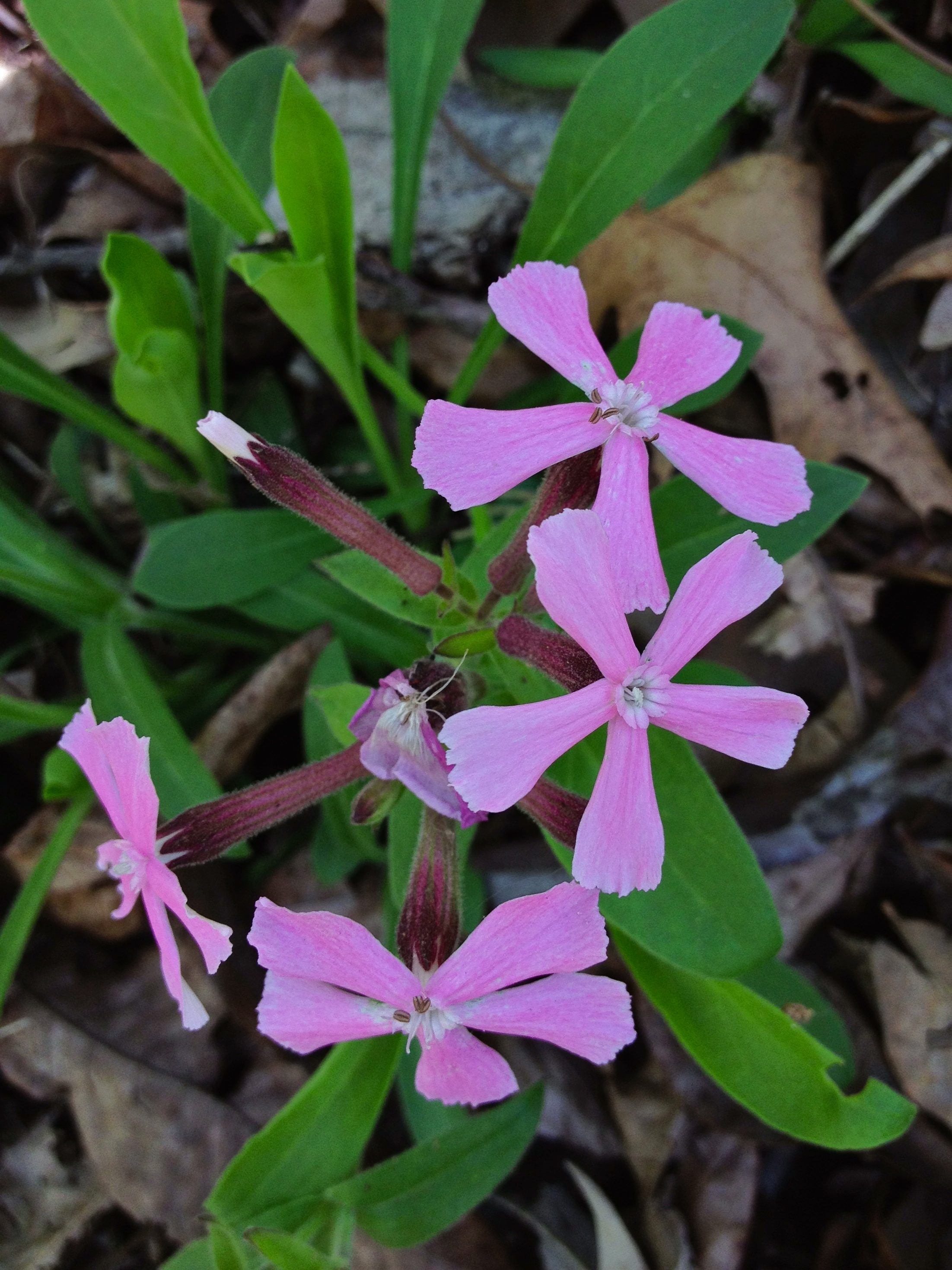 Short and Sweet Wild Pink