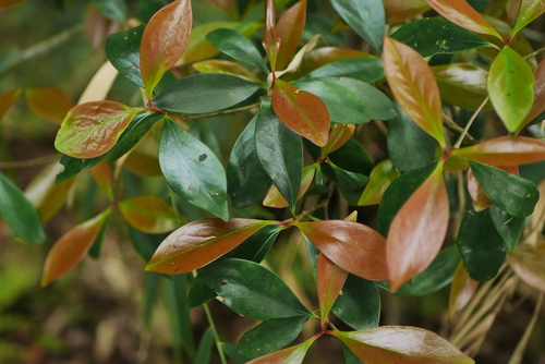 False Japanese Cleyera