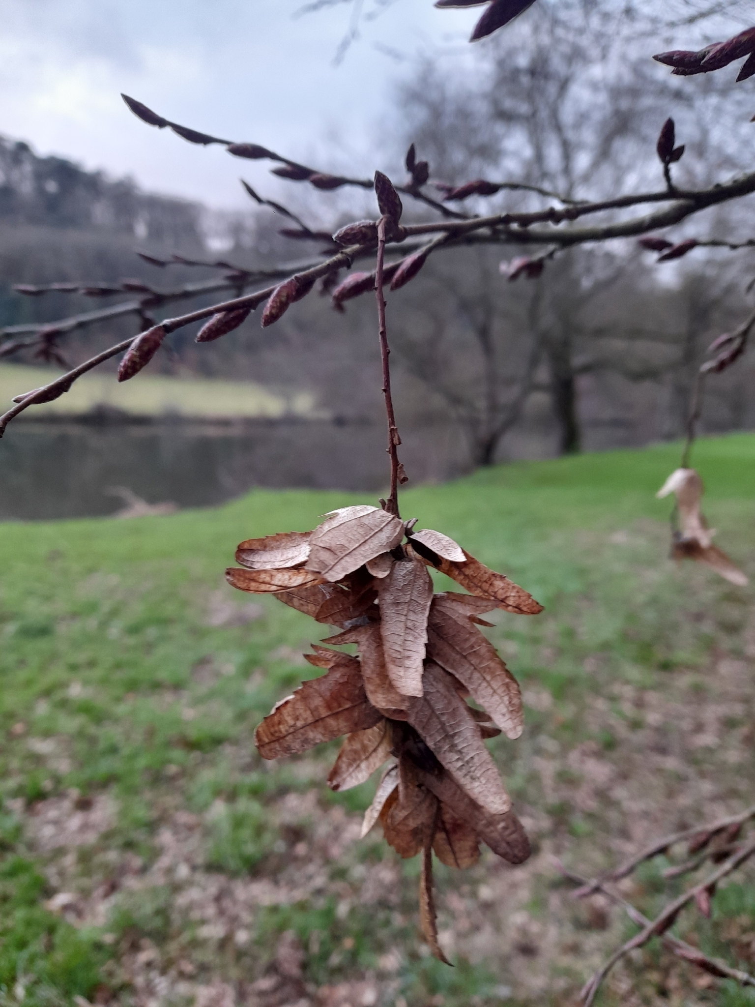 Upright European Hornbeam