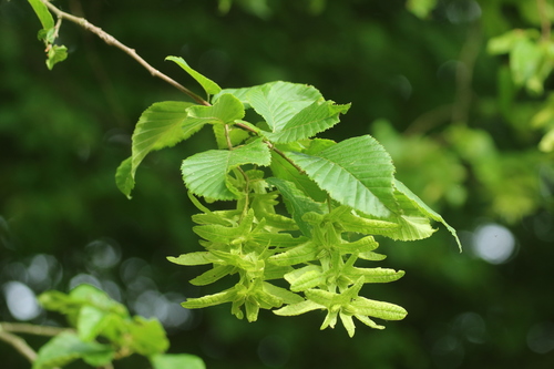 Upright European Hornbeam