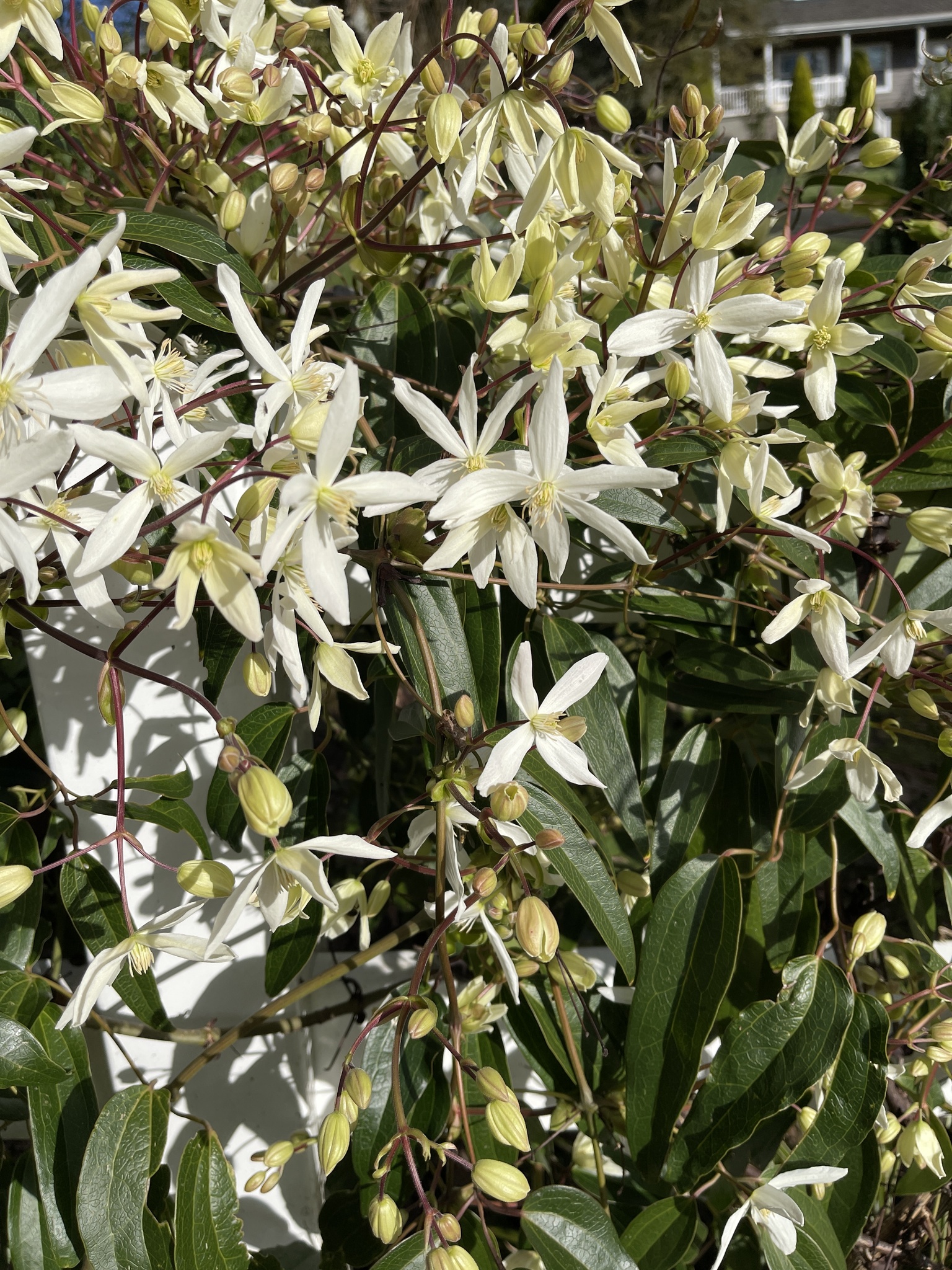 Evergreen Clematis