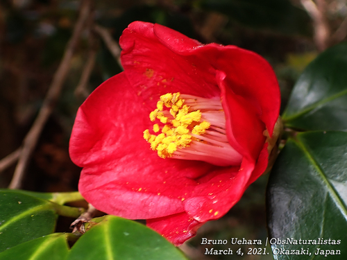 Camellia 'Silver Waves'