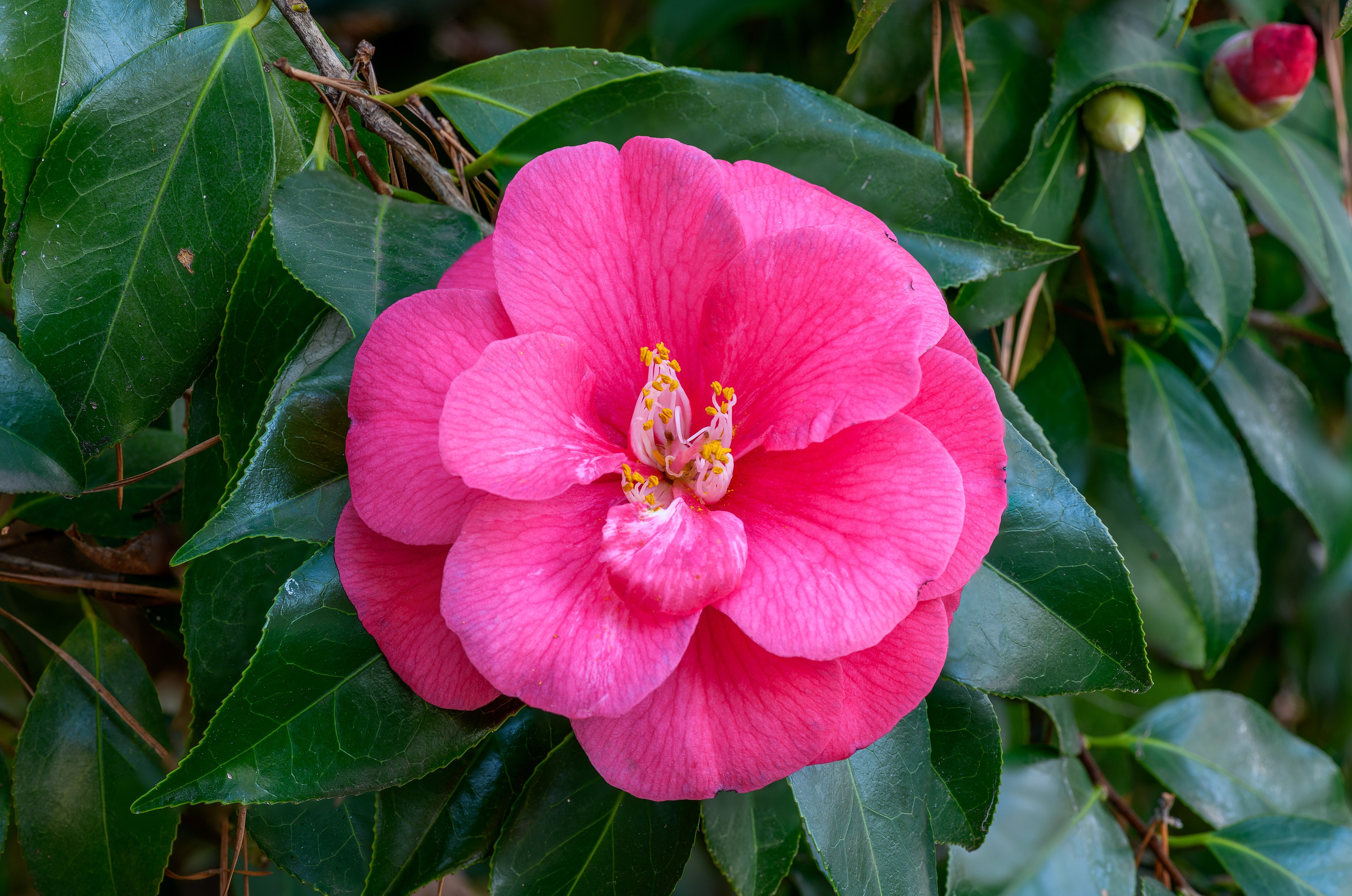 Camellia 'Silver Waves'