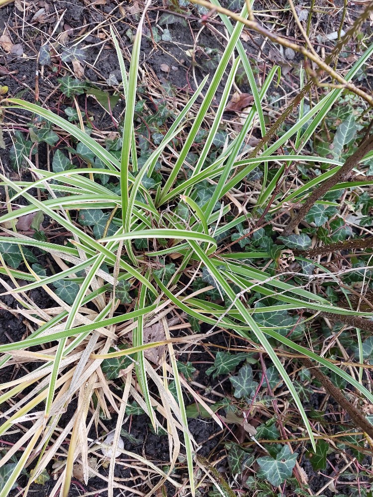Japanese Sedge