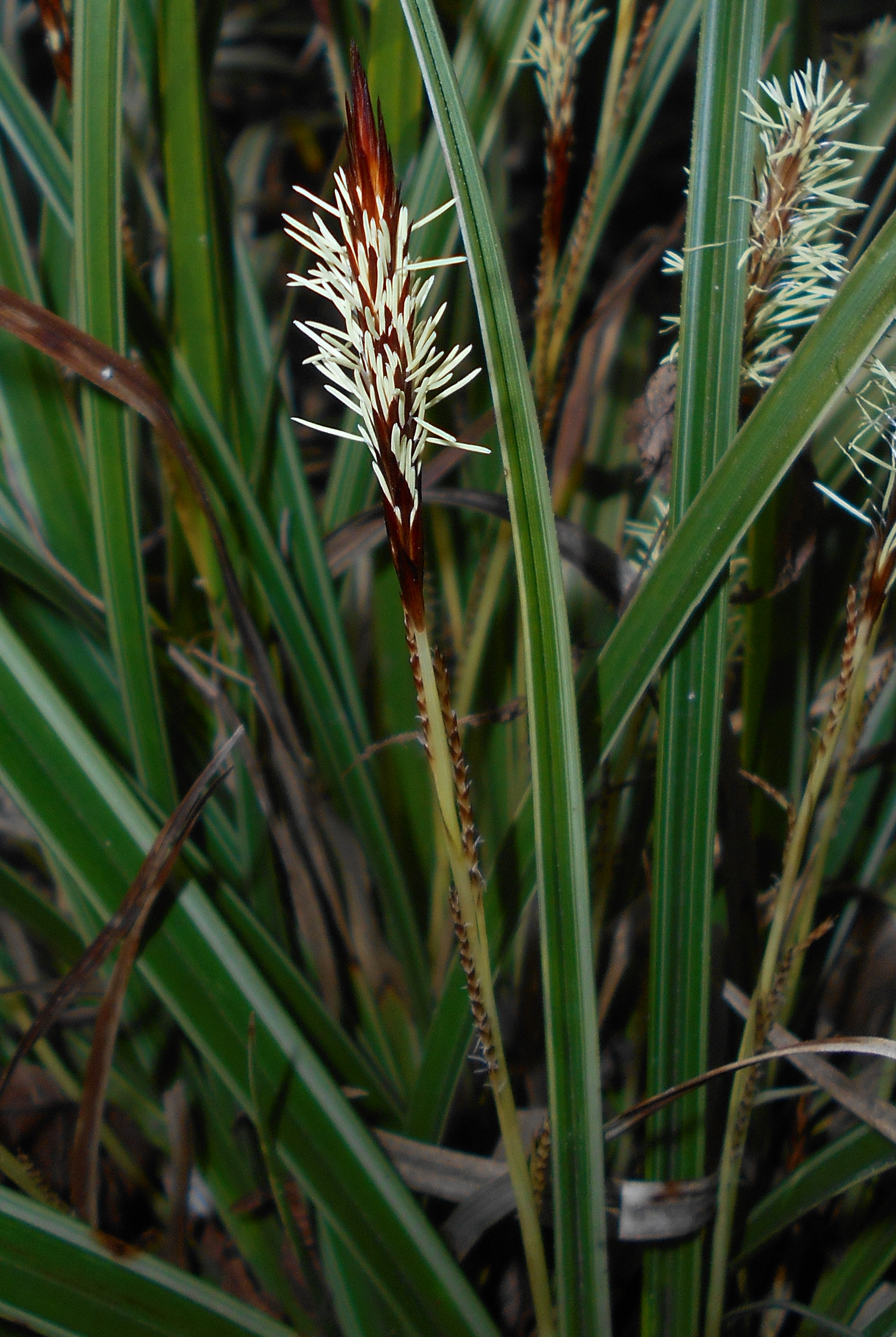 Japanese Sedge