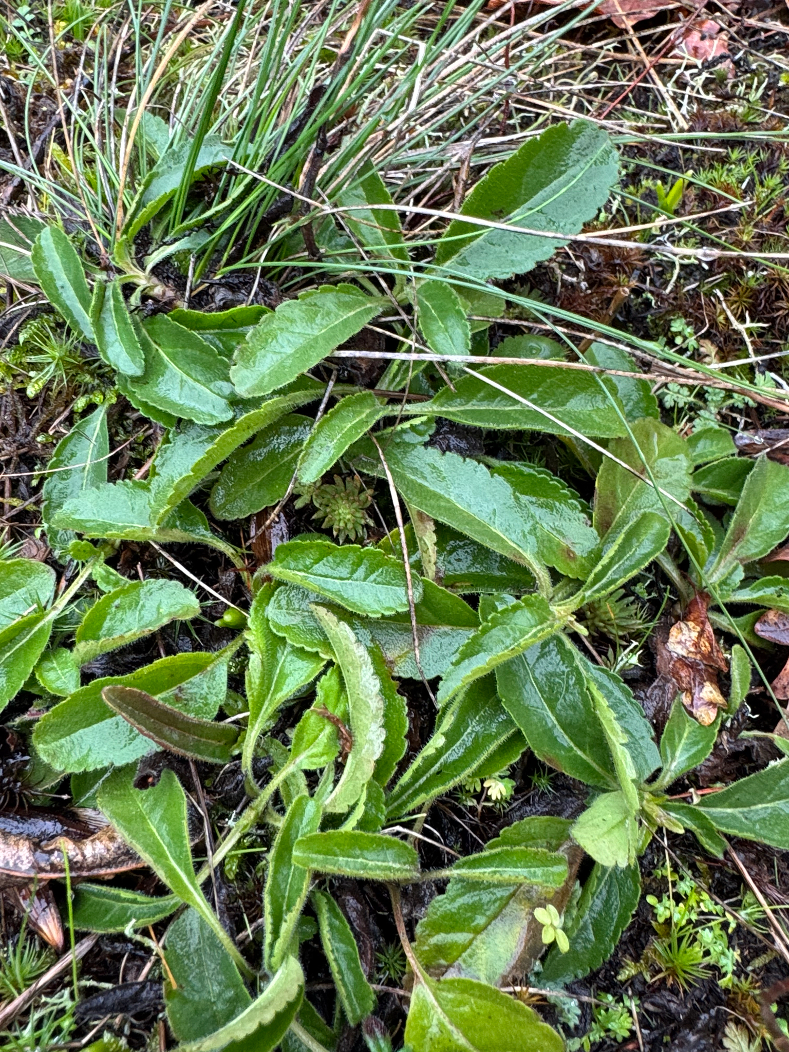 Speedwell