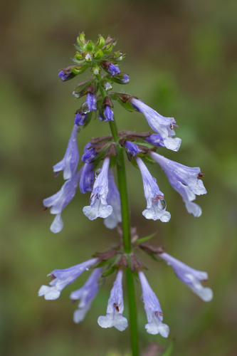 Lyreleaf Sage
