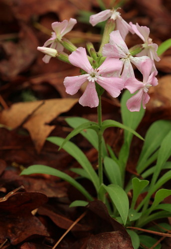 Wild Pink