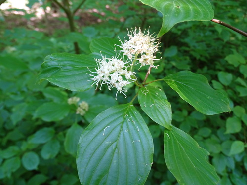 Pagoda Dogwood