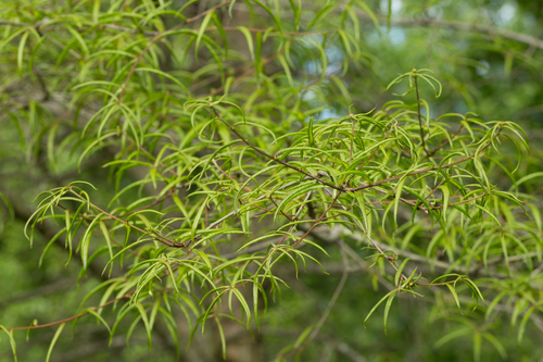 Willow Oak