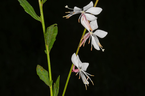 Whirling Butterflies Gaura