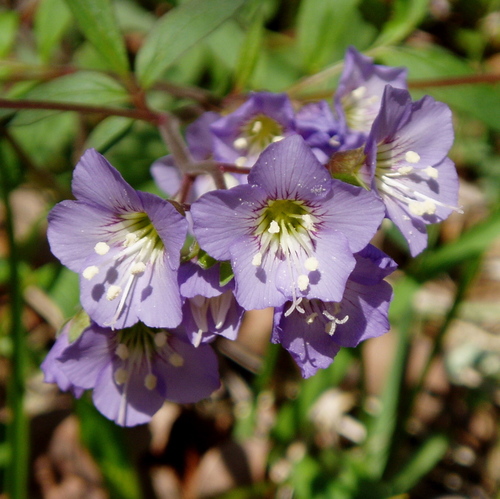 Jacob's Ladder