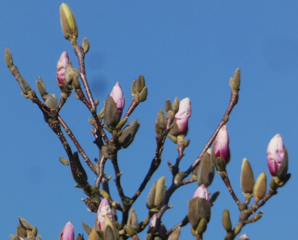 Genie Magnolia