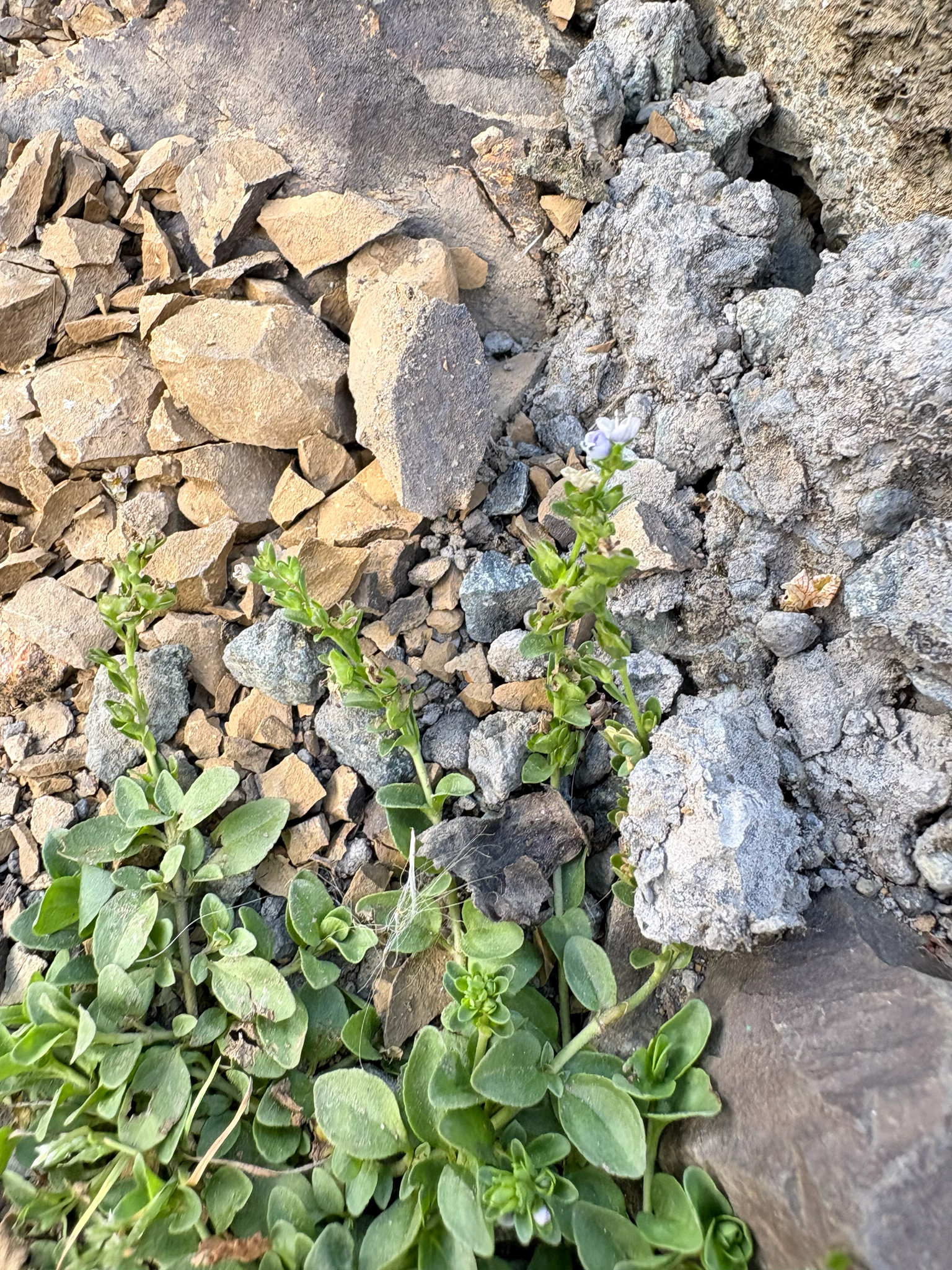 Long-Leaf Speedwell True