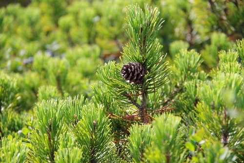 Swiss Mountain Pine "Mops"