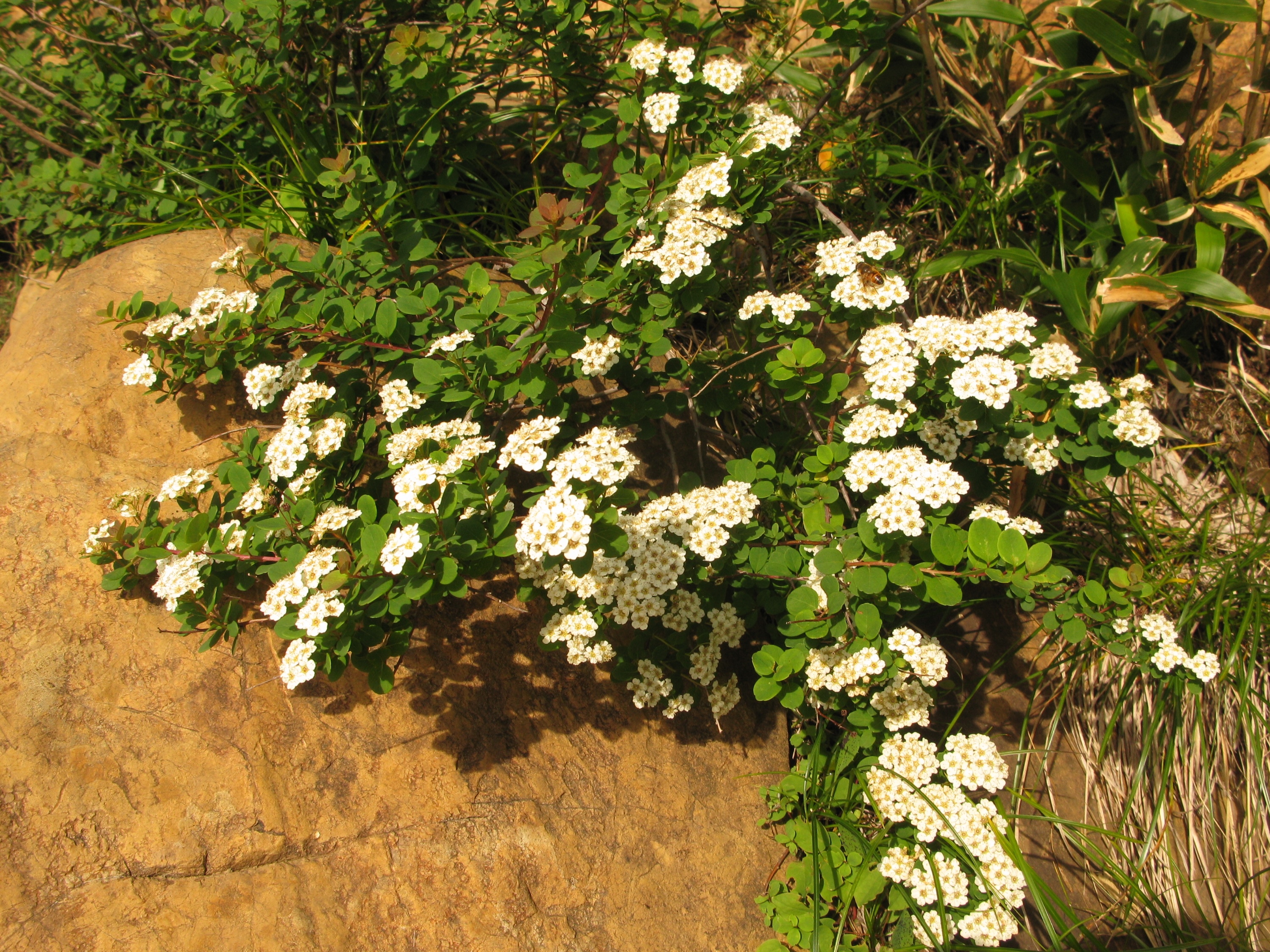Snowmound Spirea