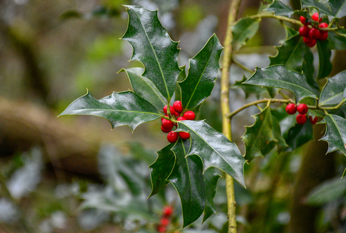 English Holly 'Argentea Marginata'