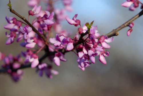 Eastern Redbud 'Forest Pansy'