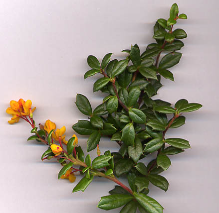 Japanese Barberry