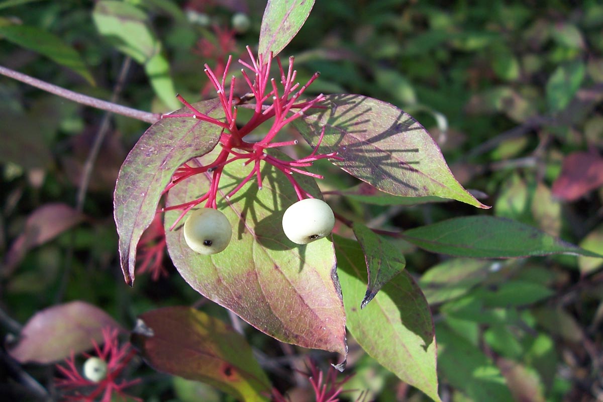 Red Twig Dogwood