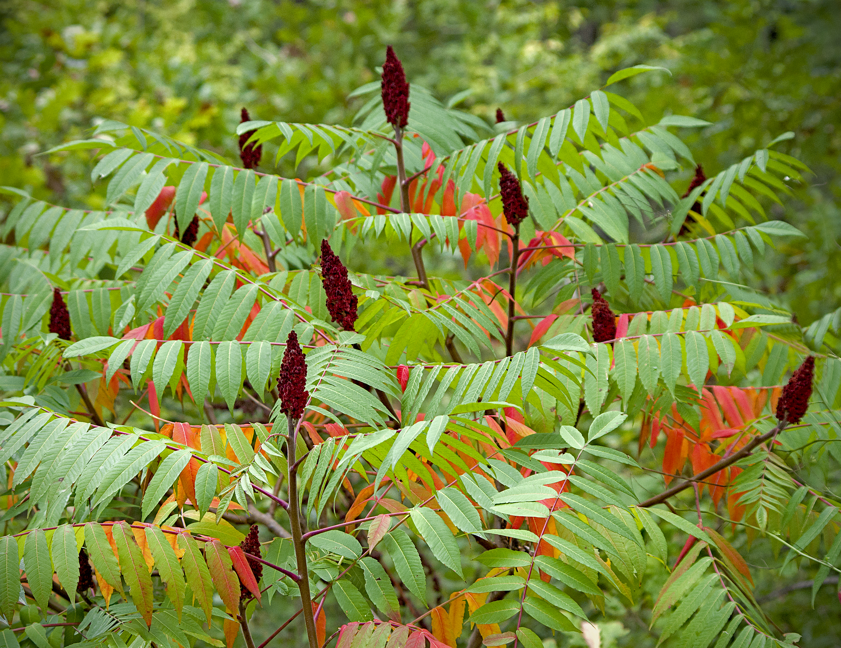 First Editions® Tiger Eyes® Cutleaf Staghorn Sumac