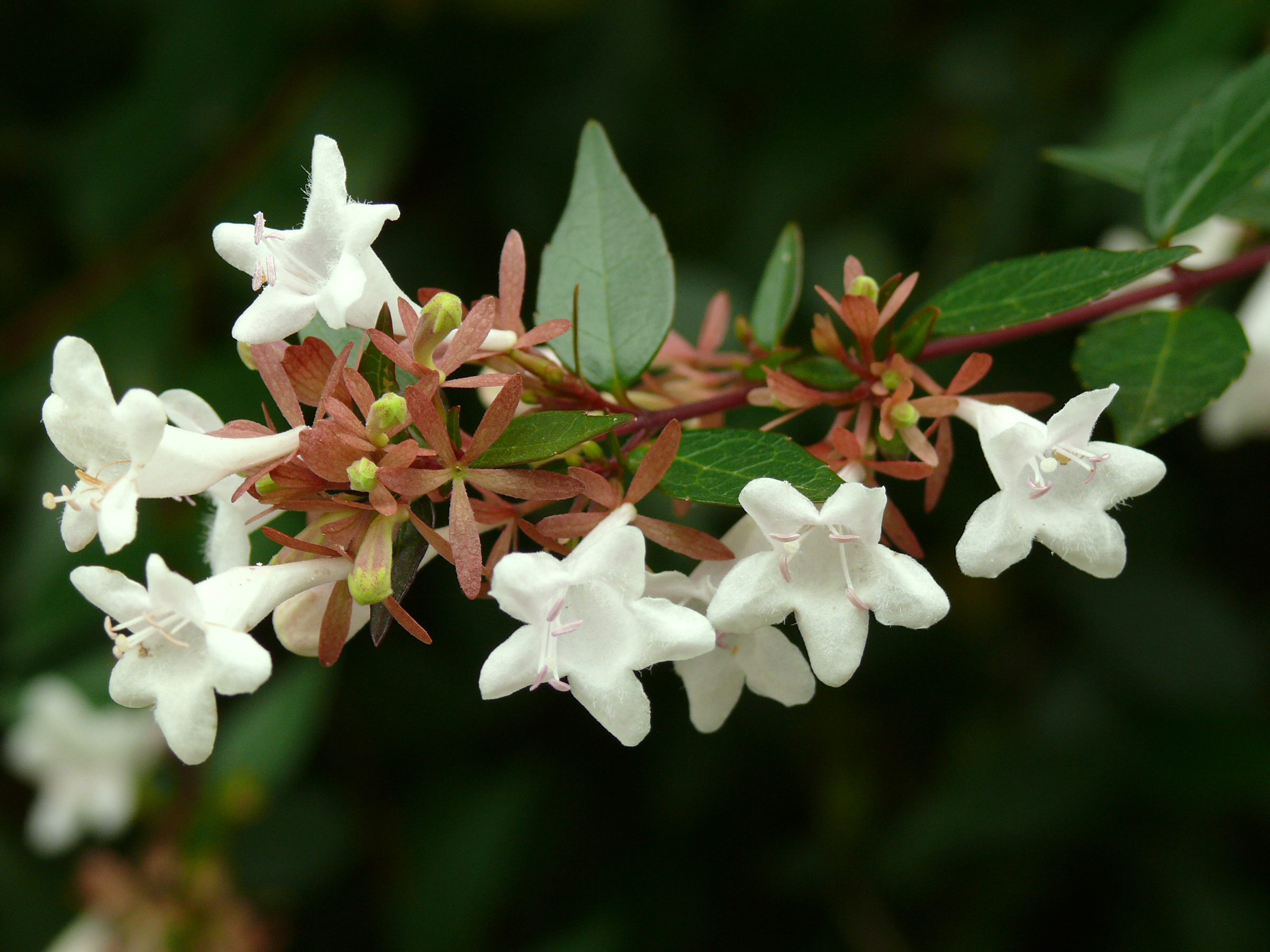 Glossy Abelia