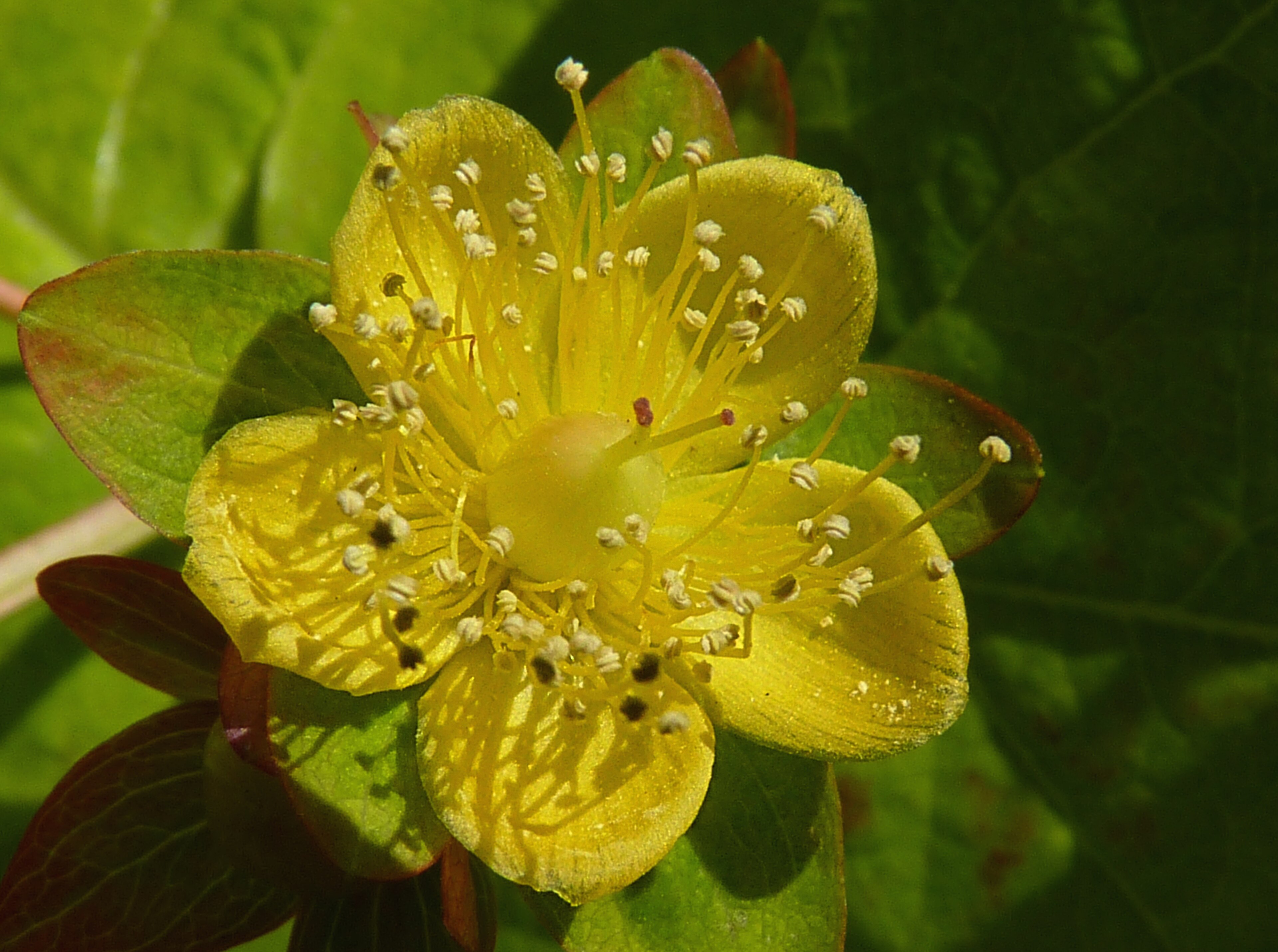 St. John's Wort 'Pumpkin' First Editions®