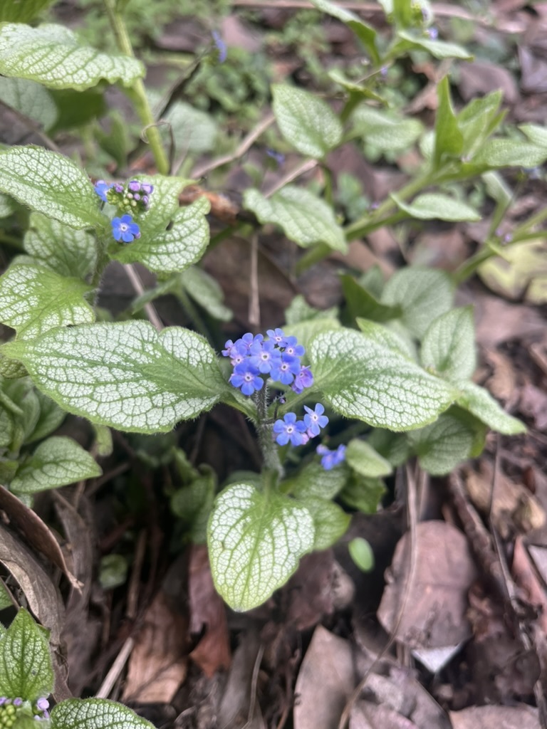 Siberian Bugloss