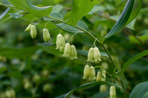 Solomon's Seal